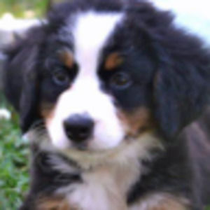 Meet your Posher, Audrey